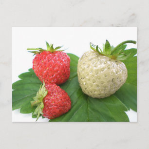 Erdbeere Postkarte
