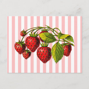 Erdbeeren auf rosa und weißen Streifen Postkarte