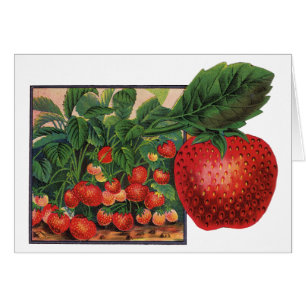 Erdbeeren aus Omas Garten, Erdbeerpflanzen auf ein