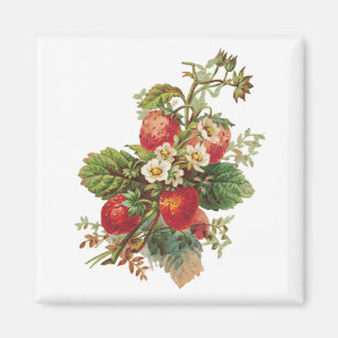 Erdbeeren blühen Magnete