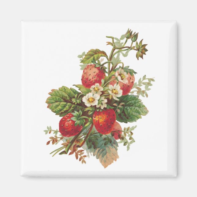 Erdbeeren blühen Magnete (Vorne)