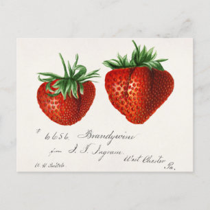 Erdbeeren (Fragaria) Frucht Aquarellmalerei Postkarte