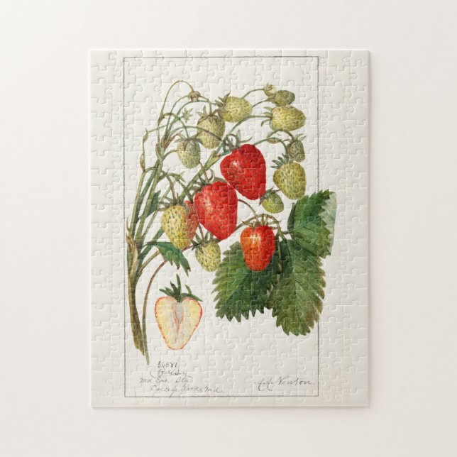 Erdbeeren (Fragaria) Frucht Aquarellmalerei Puzzle (Vertikal)