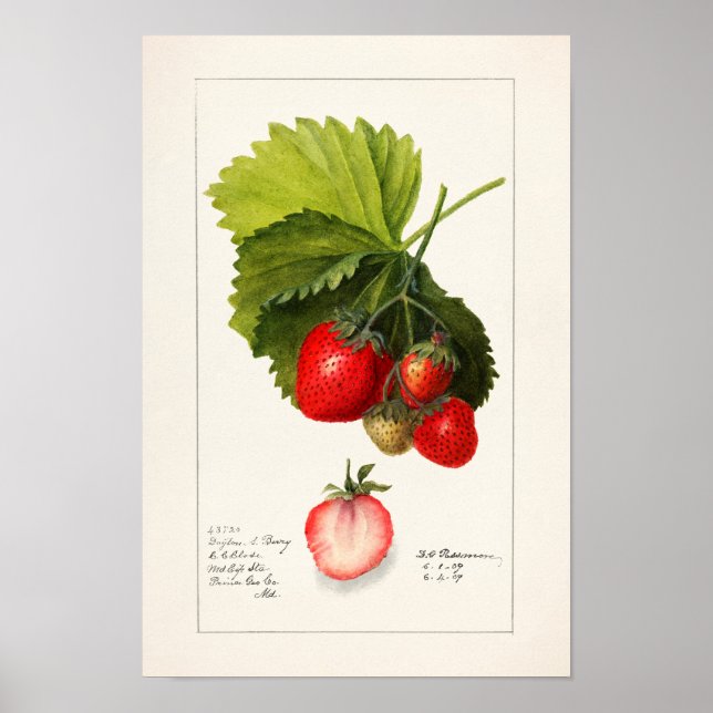 Erdbeeren (Fragaria) Fruchtfarben Poster (Vorne)