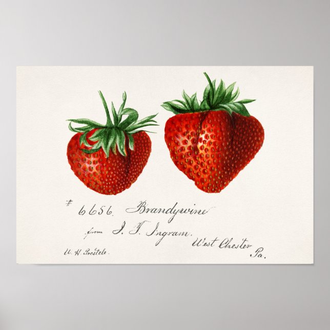 Erdbeeren (Fragaria) Fruchtfarben Poster (Vorne)