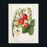 Erdbeeren (Fragaria) Fruchtfarben Postkarte<br><div class="desc">Erdbeeren (Fragaria) (1912) von Amanda Almira Newton.</div>