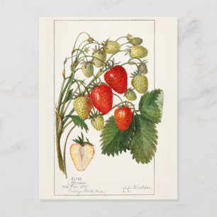 Erdbeeren (Fragaria) Fruchtfarben Postkarte