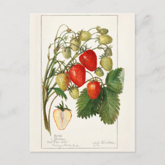 Erdbeeren (Fragaria) Fruchtfarben Postkarte