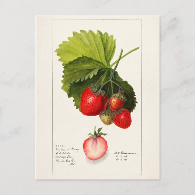 Erdbeeren (Fragaria) Fruchtfarben Postkarte (Vorderseite)