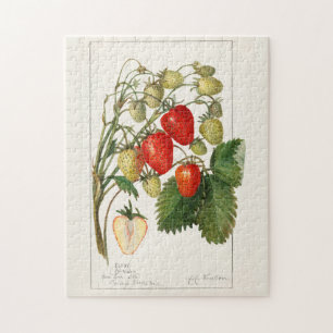 Erdbeeren (Fragaria) Fruchtfarben Puzzle