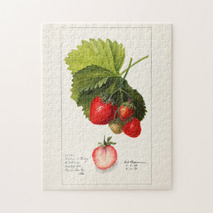 Erdbeeren (Fragaria) Fruchtfarben Puzzle