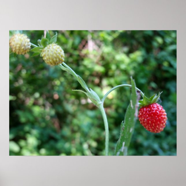 Erdbeeren im Juni Poster (Vorne)