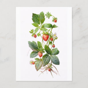 Erdbeeren Postkarte