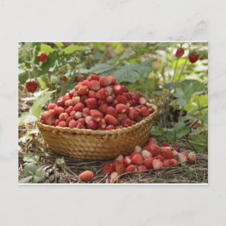 Erdbeeren Postkarte