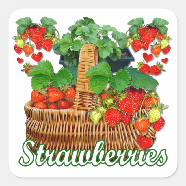 Erdbeeren, reifen ~ Square Sticker (Vorderseite)
