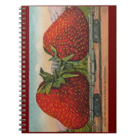 Erdbeeren Riesenalter Fruchtspass