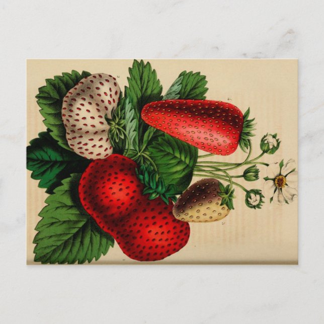 Erdbeeren Vintag Botanische Skizze Postkarte (Vorderseite)