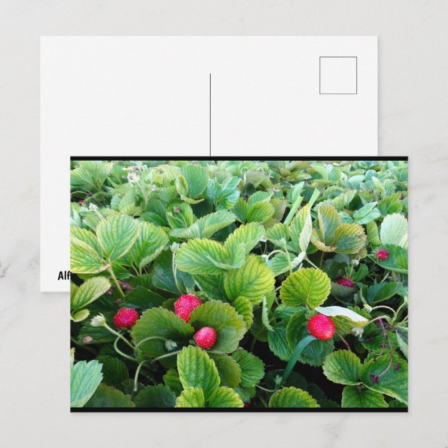 Erdbeerfeld Postkarte (Vorne/Hinten)