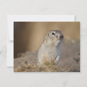 Erdeichhörnchen Postkarte