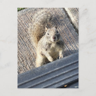 Erdhörnchen auf einer gepflasterten Oberfläche ste Postkarte