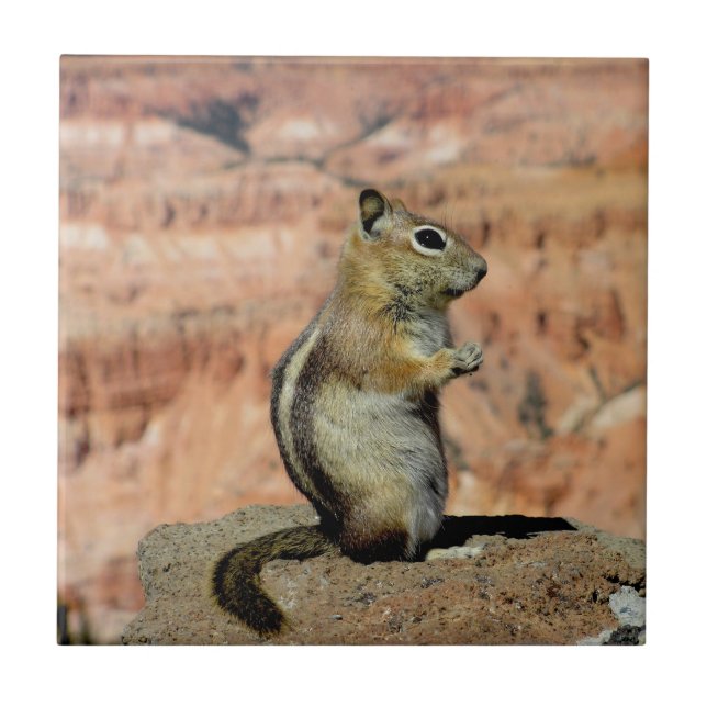 Erdhörnchen mit goldenem Mantel Fliese (Vorderseite)
