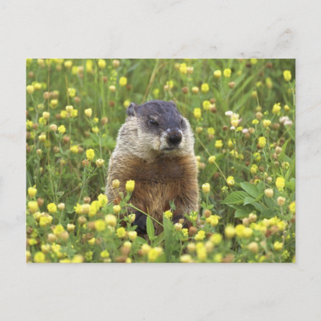 Erdhuhn Postkarte (Vorderseite)