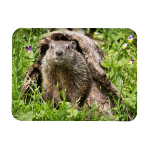 Erdhusten in einem Hollow Log Magnet