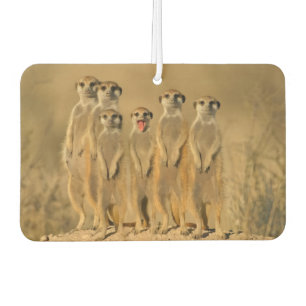 Erdmännchen-Familie Autolufterfrischer