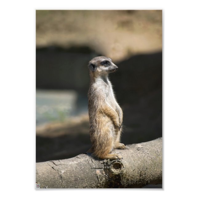 Erdmännchen Fotodruck (Vorne)