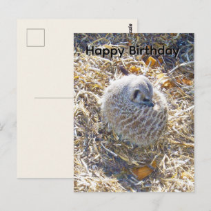 Erdmännchen hat ein Nest gemacht, Geburtstagspostk Postkarte