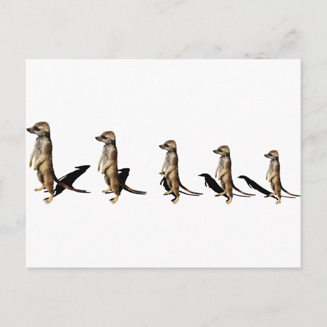 Erdmännchen in Reihe Postkarte (Vorderseite)