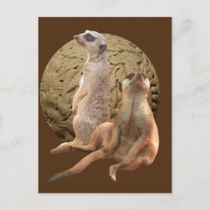 Erdmännchen Indianapolis Zoo Postkarte