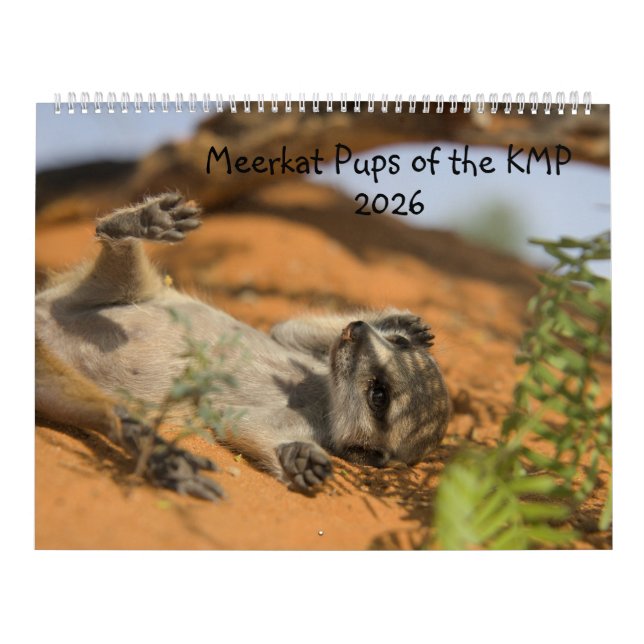 Erdmännchen-Junge des KMP-Kalenders 2026 Kalender (Titelbild)