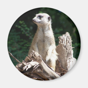 Erdmännchen Magnet