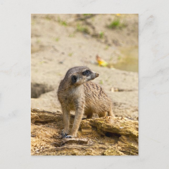 Erdmännchen Postkarte (Vorderseite)