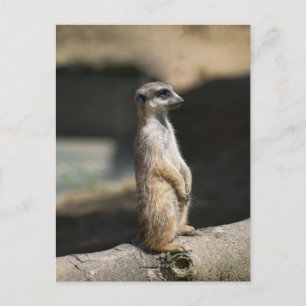 Erdmännchen Postkarte
