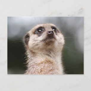 Erdmännchen Postkarte