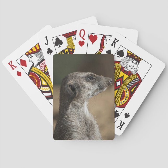 Erdmännchen Spielkarten (Rückseite)