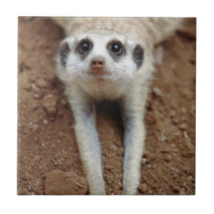 Erdmännchen (Suricata suricatta) beim Abkühlen Fliese
