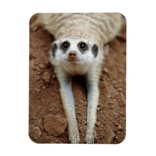 Erdmännchen (Suricata Suricatta) beim Abkühlen Magnet