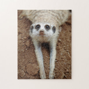 Erdmännchen (Suricata suricatta) beim Abkühlen Puzzle