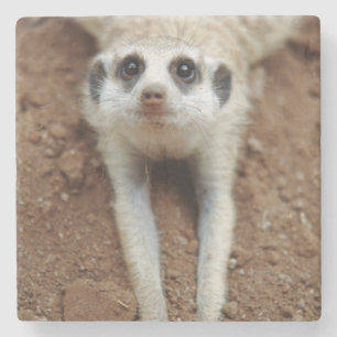 Erdmännchen (Suricata Suricatta) beim Abkühlen Steinuntersetzer