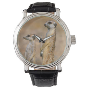 Erdmännchen (Suricata Suricatta) Wachtposten, Kara Armbanduhr