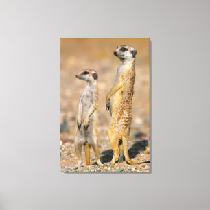 Erdmännchen (Suricata Suricatta) Wachtposten, Kara Leinwanddruck