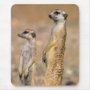 Erdmännchen (Suricata Suricatta) Wachtposten, Kara Mousepad