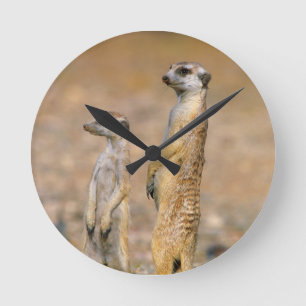 Erdmännchen (Suricata Suricatta) Wachtposten, Kara Runde Wanduhr