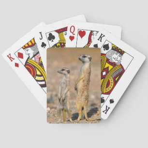 Erdmännchen (Suricata Suricatta) Wachtposten, Kara Spielkarten