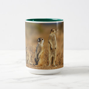 Erdmännchen Tier Safari Afrika Süße Suricata Zweifarbige Tasse