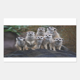 Erdmännchen Tier Safari Afrika Süße Suricate Rechteckiger Aufkleber