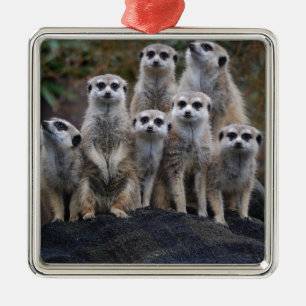 Erdmännchen Tier Safari Afrika Süße Suricate Silbernes Ornament